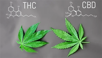 X'inhi d-differenza bejn it-THC mas-CBD