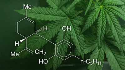 CBD, marijuana u qanneb: X'inhi d-differenza bejn dawn il-prodotti tal-kannab...