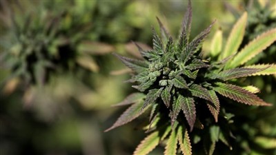 X'inhi s-Sistema Endocannabinoid? (ECS)