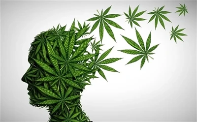 Kif Tuża Żejt tas-CBD Għall-Ottimal Benefiċċji: Gwida Sħiħa?