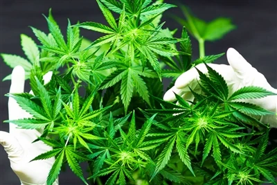 Għaliex is-CBD Jagħmel Għall-Aqwa Balzmi tax-Xufftejn Naturali?
